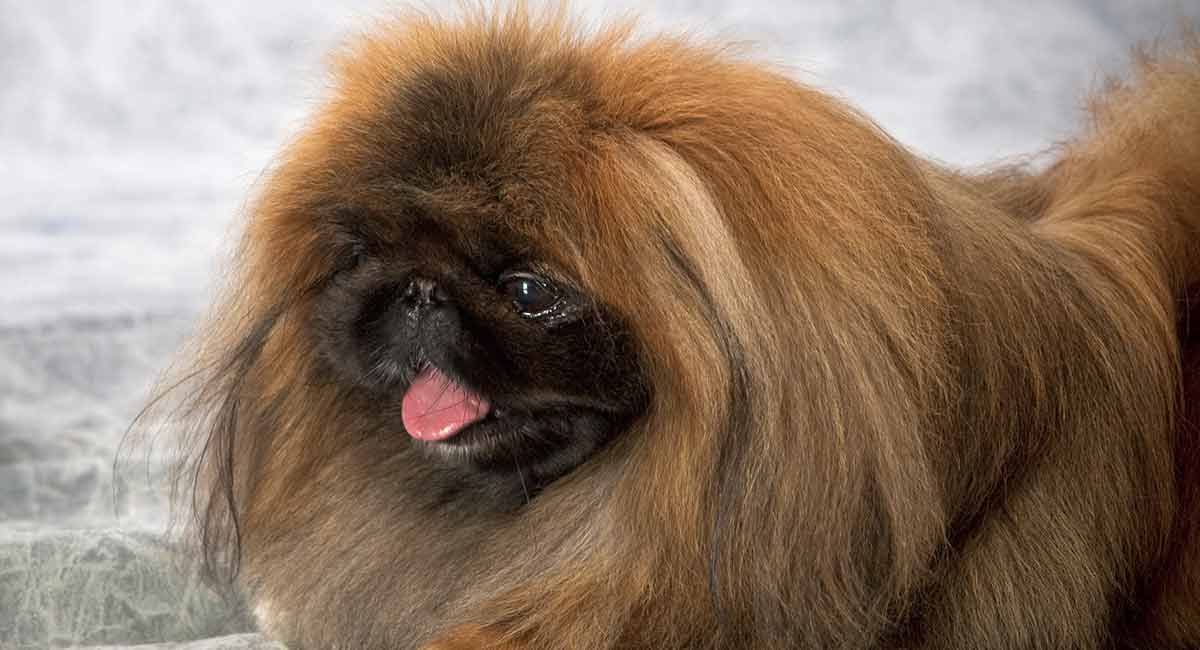 mini pekingese dog