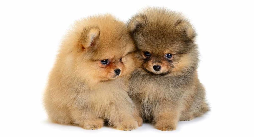 two pomeranian puppies hugging