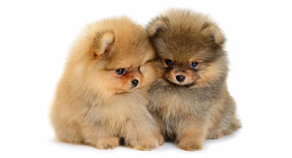 Mini Pomeranian Zou Je Een Mini Versie Van Deze Speelse Pups Willen 