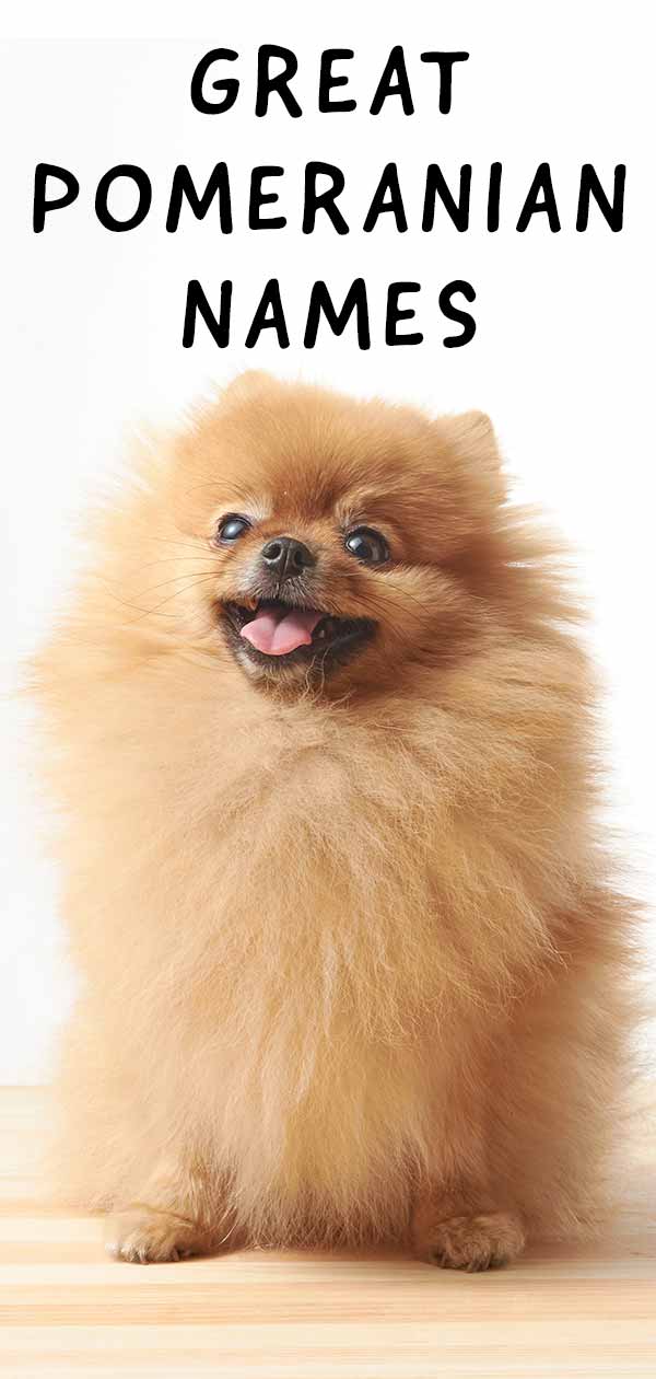 Pomeranian Names Hundreds of Unique Ideas Boys and Girls