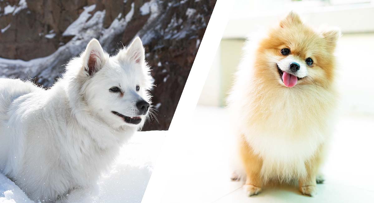 The American Eskimo Pomeranian Mix