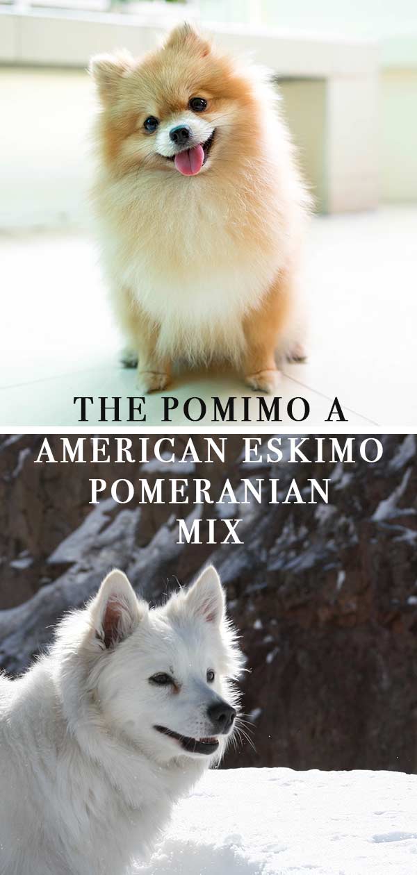 pomimo