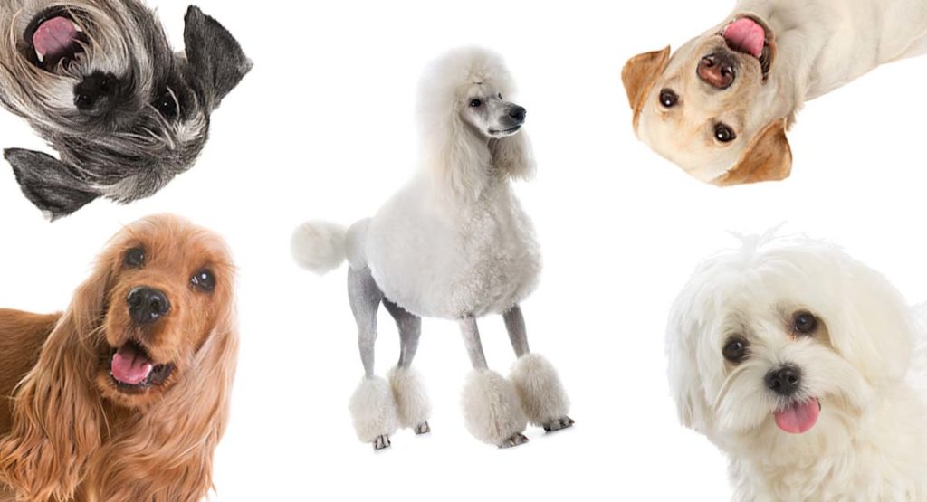 poodle mix dogs