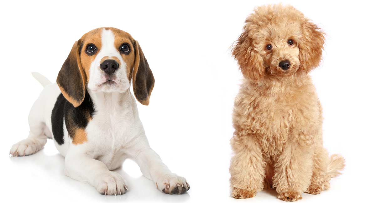 are beagles hypoallergenic dog breeds