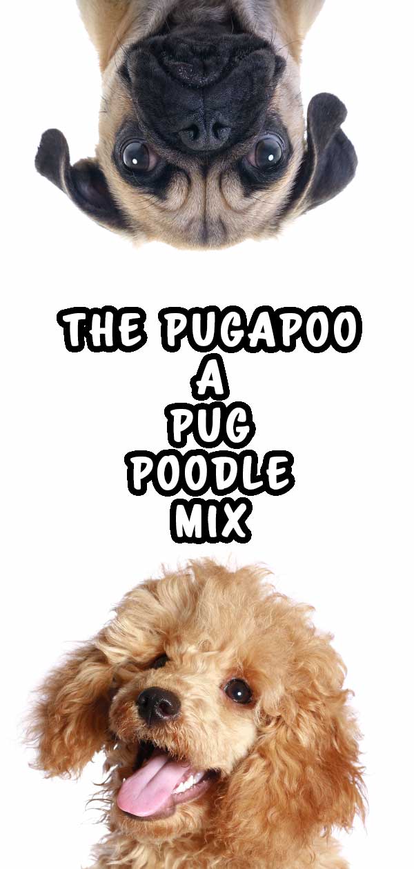 Pugapoo - pug puddelblanding