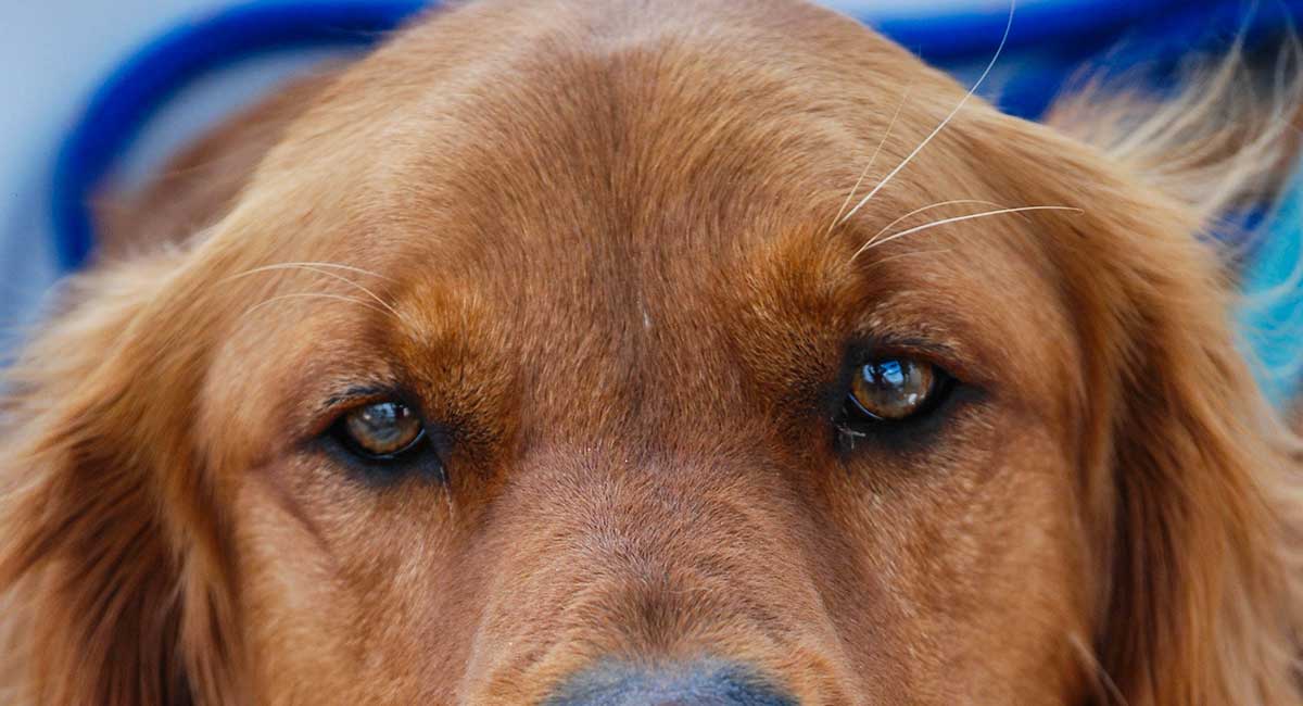 red haired retriever