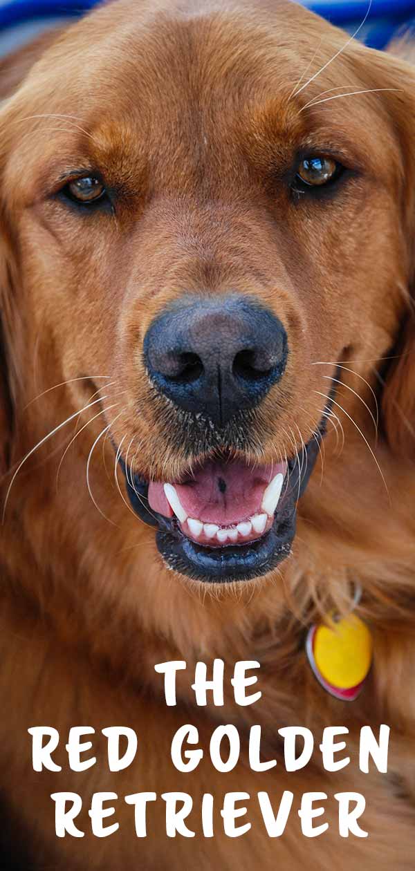 Red Golden Retriever The Darkest Shade Of Gold