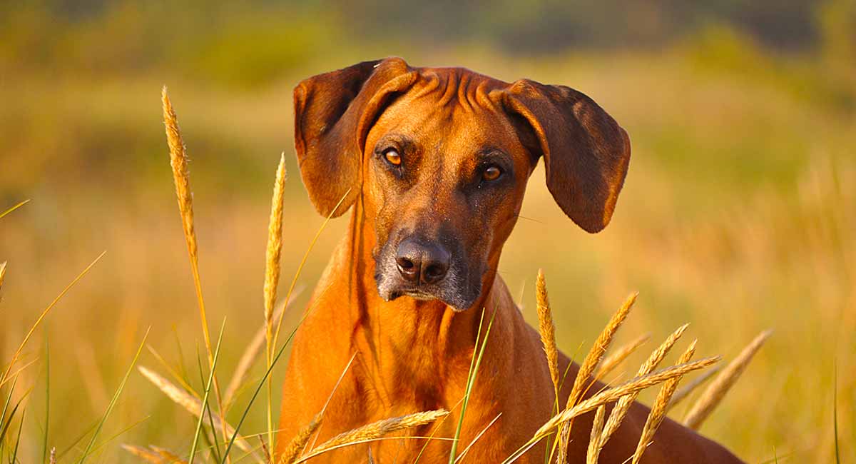 black ridgeback dog