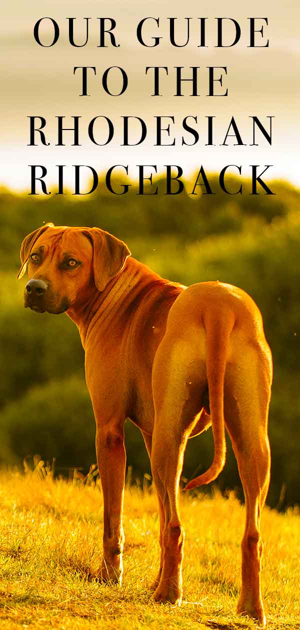 rhodesian ridgeback