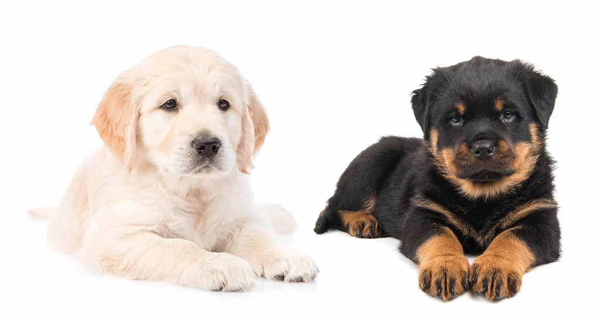 rottweiler and golden retriever mix