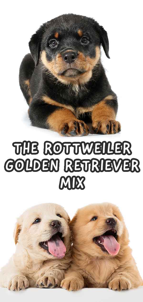 which dog is bigger rottweiler or golden retriever