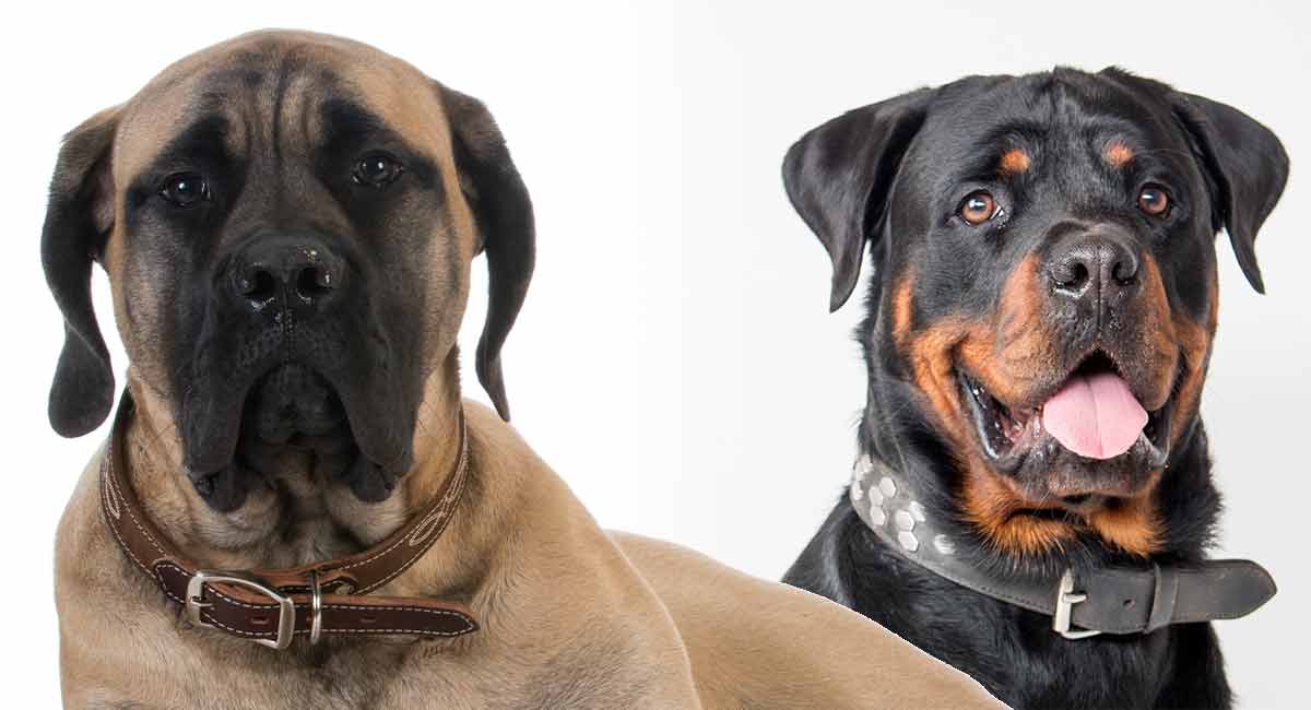 Top 30+ imagen rottweiler x mastiff