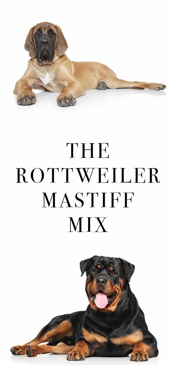 Rottweiler Mastiff Mix – A Larger Than Life Crossbred Dog!