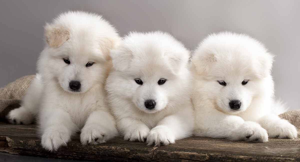 samoyed shedding