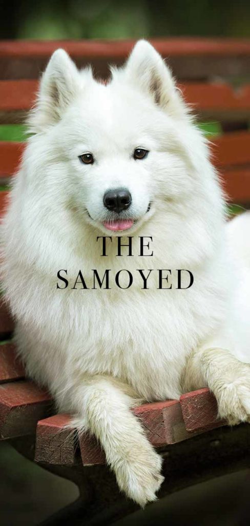 Samoyed Dog Breed Information Center - The White Wolf Guide