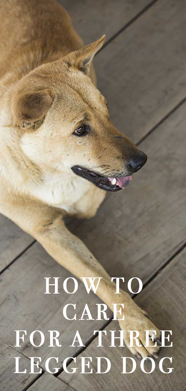 How should you care for a 3 legged dog?