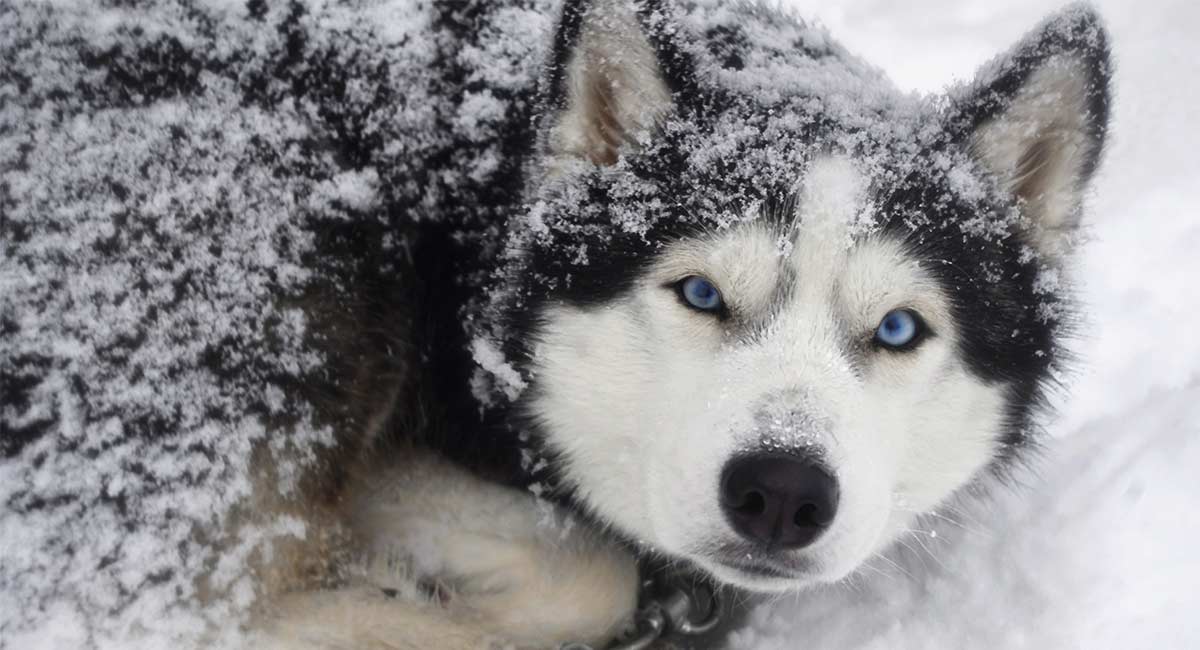 Tough Dog Names Amazing Ideas For Badass Pupsters