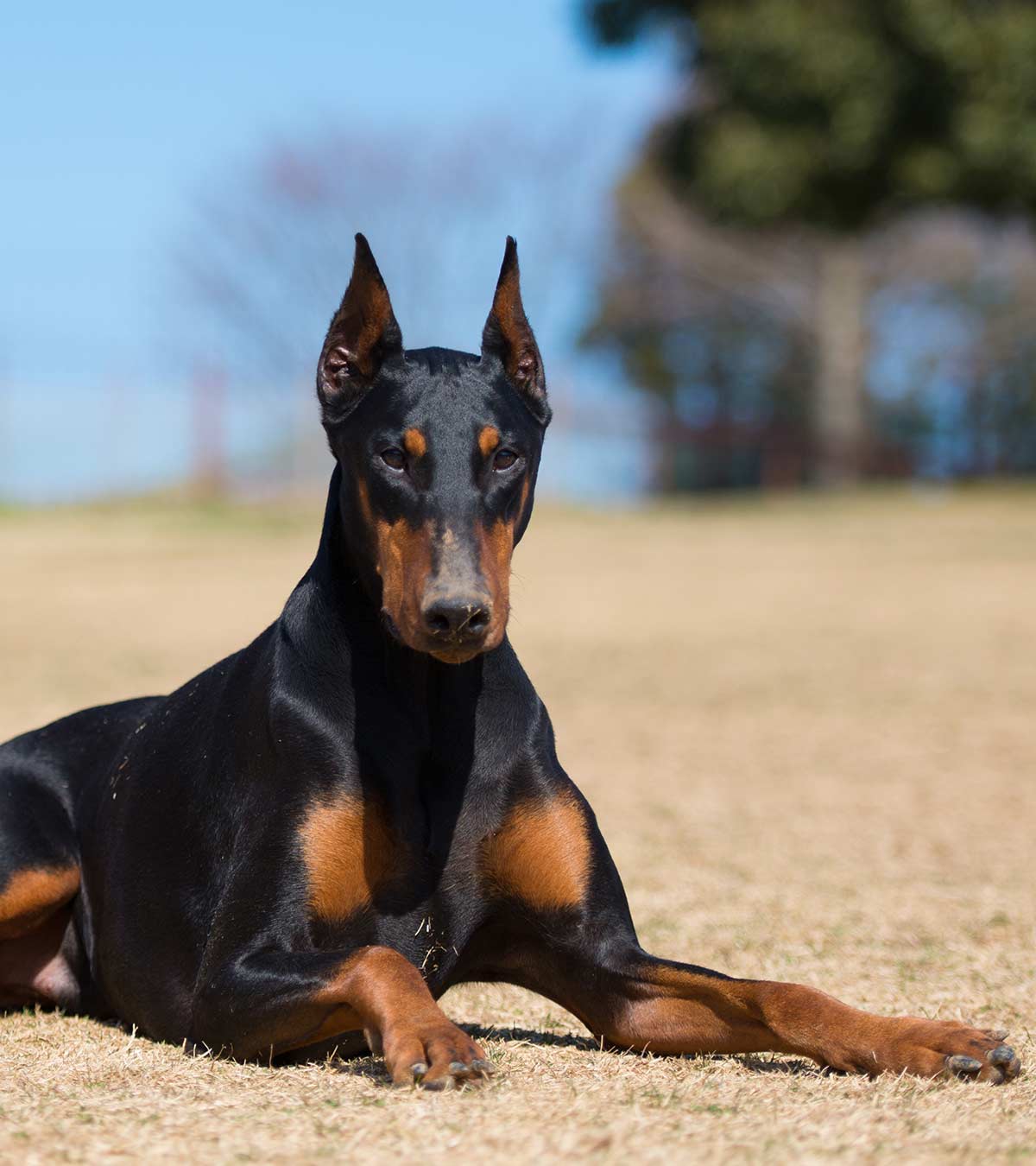 Tough Dog Names Amazing Ideas For Badass Pupsters