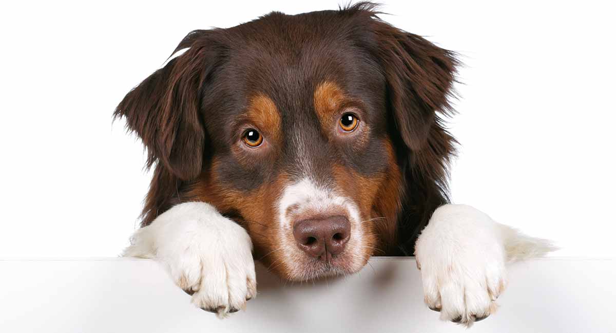 tramadol for dogs