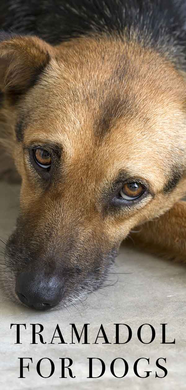 Tramadol For Dogs A Complete Guide To Uses Dosage And Side Effects