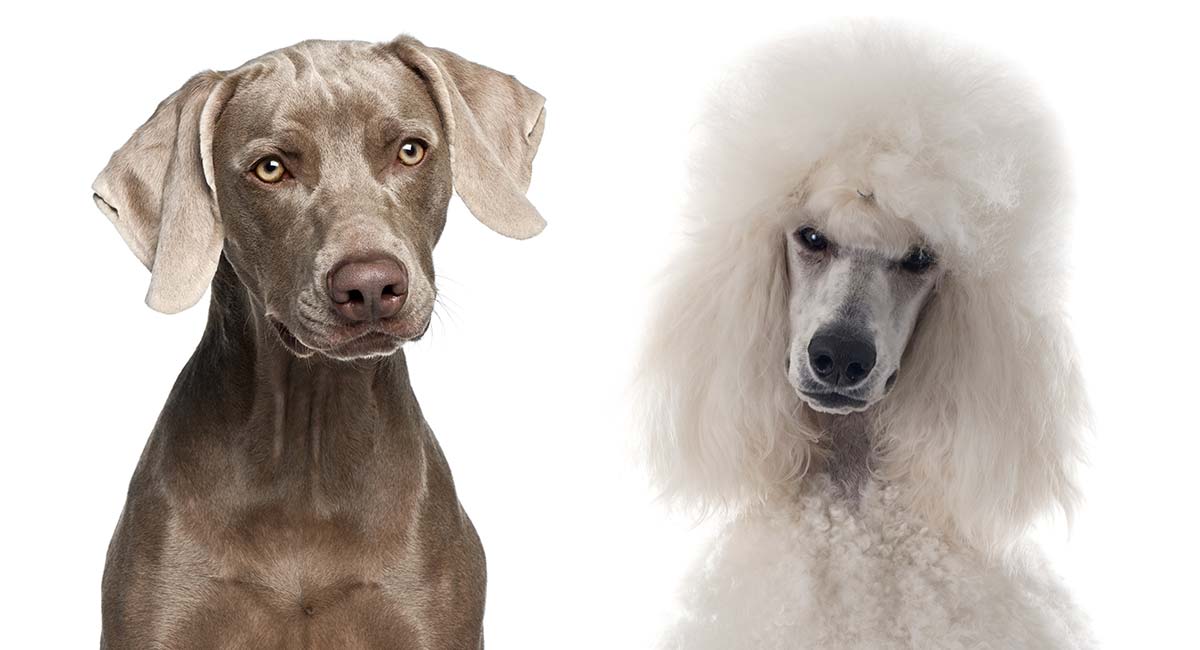 Weimardoodle: and Cons the Weimaraner Poodle