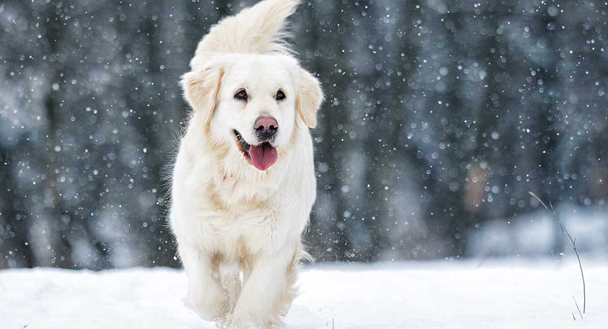 can golden retrievers have white on them