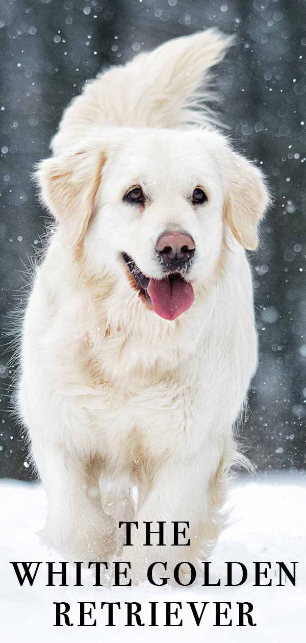 White Golden Retriever - A Guide To The Palest Shade Of Golden