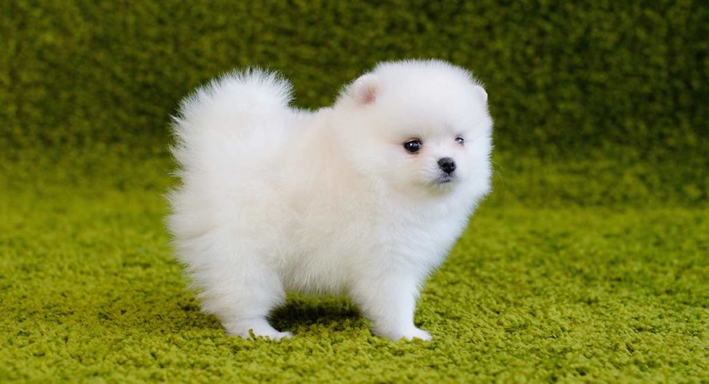 Cute Newborn White Pomeranian Puppies