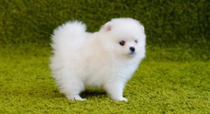 small white dog breeds