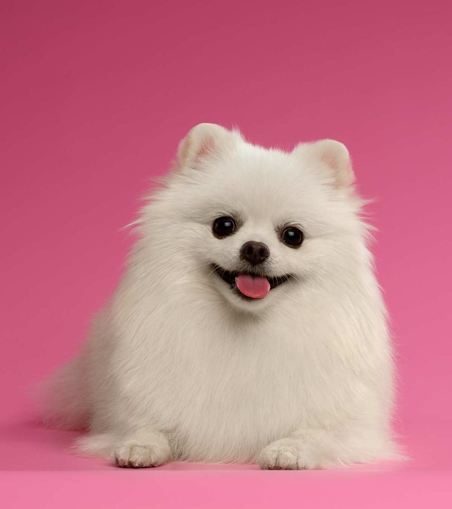 pomeranian dog small white