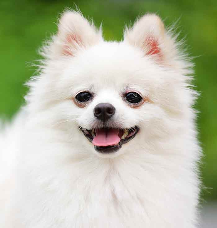 White Pomeranian - Why White Poms Are More Unusual Than Most!