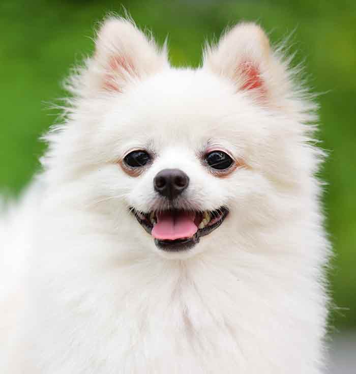 White Pomeranian 