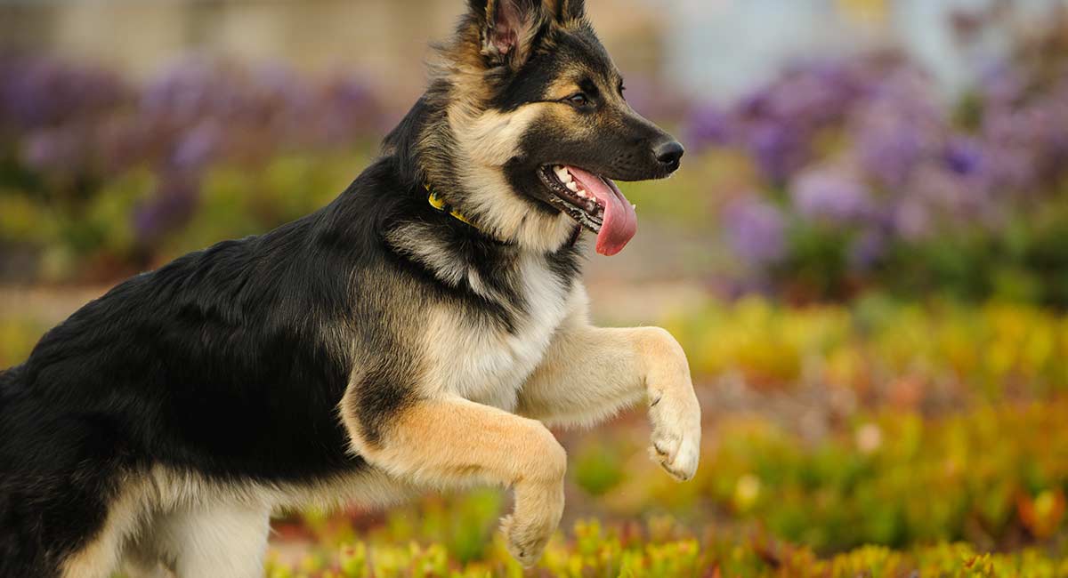 Male and female german 2024 shepherd