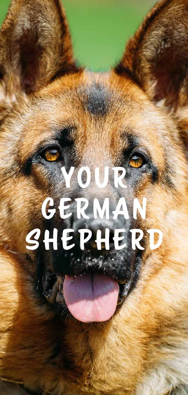 how big do female german shepherds get