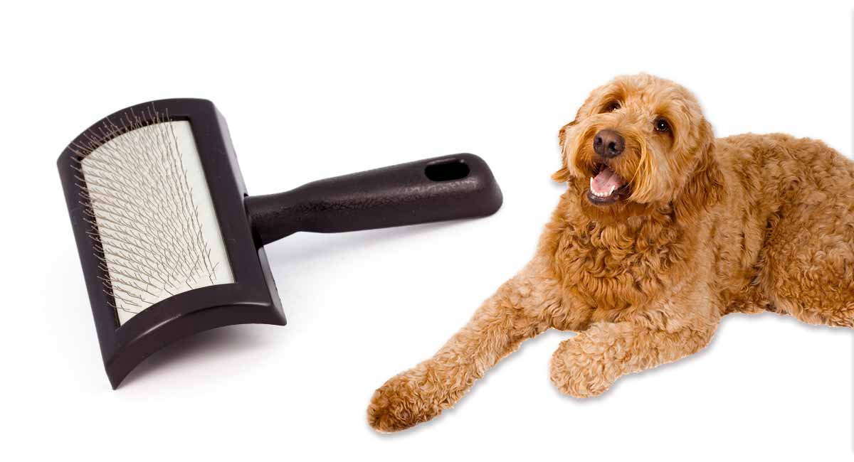 dog tangle brush