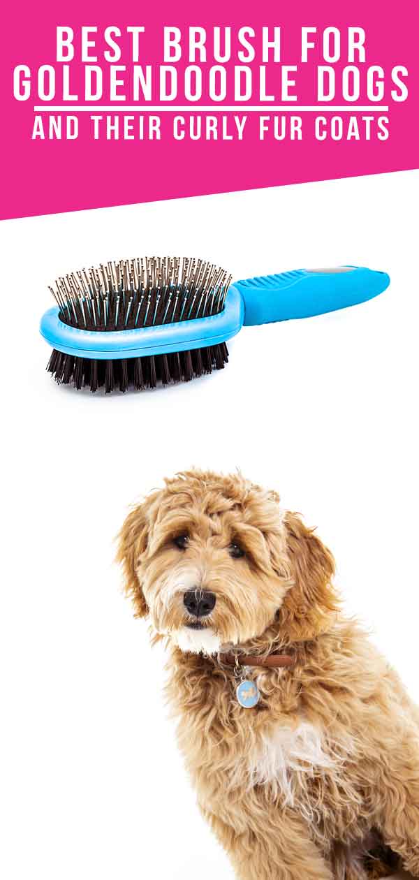 Best Brush For Goldendoodle Dogs And Their Curly Fur Coats