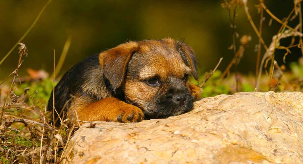 Border terrier hot sale colour guide