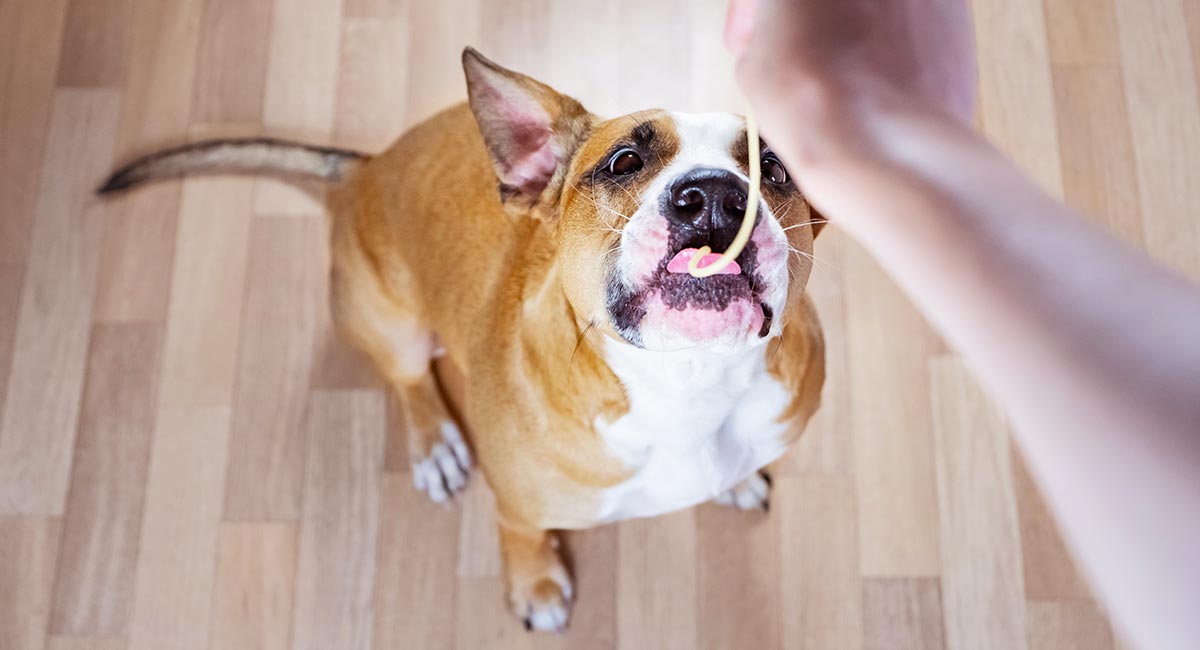 can you feed your dogs pasta