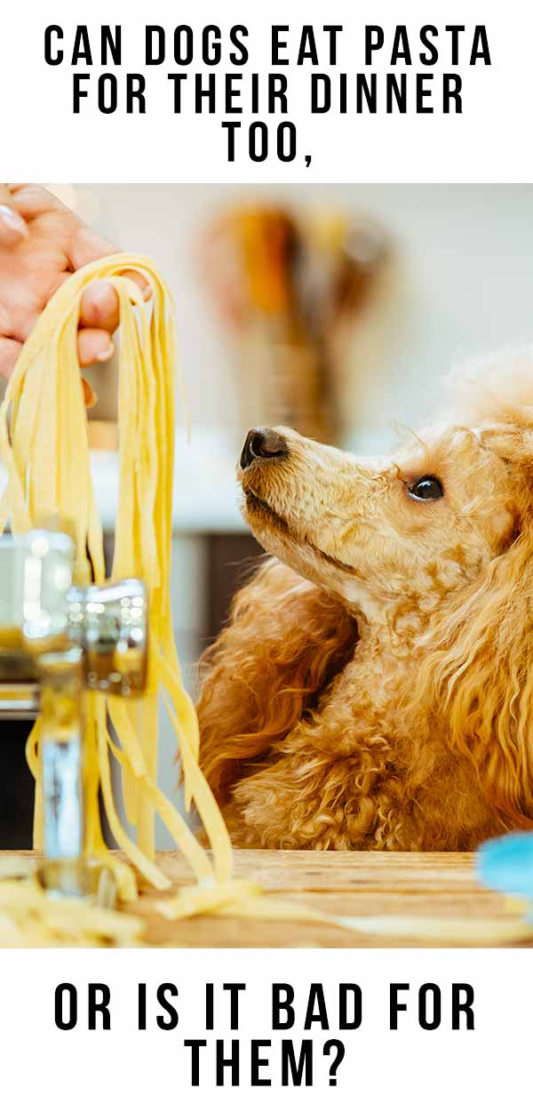 is pasta ok for dogs