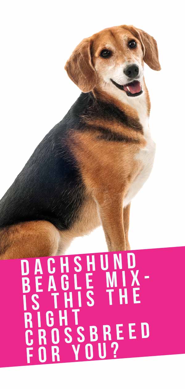 Dachshund Beagle Mix Breed Information A Guide To The Doxle Dog