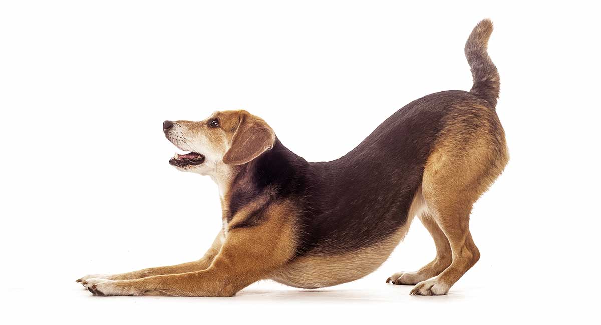 giant beagle breed