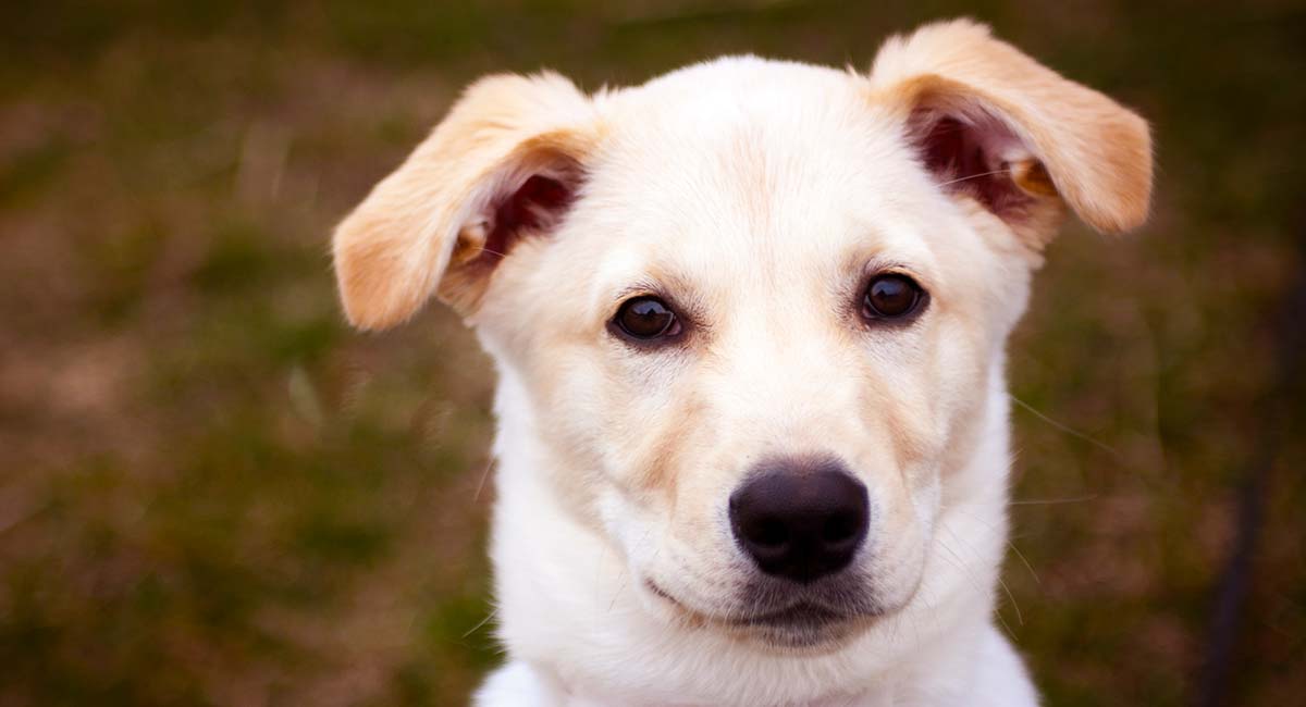 labrador husky