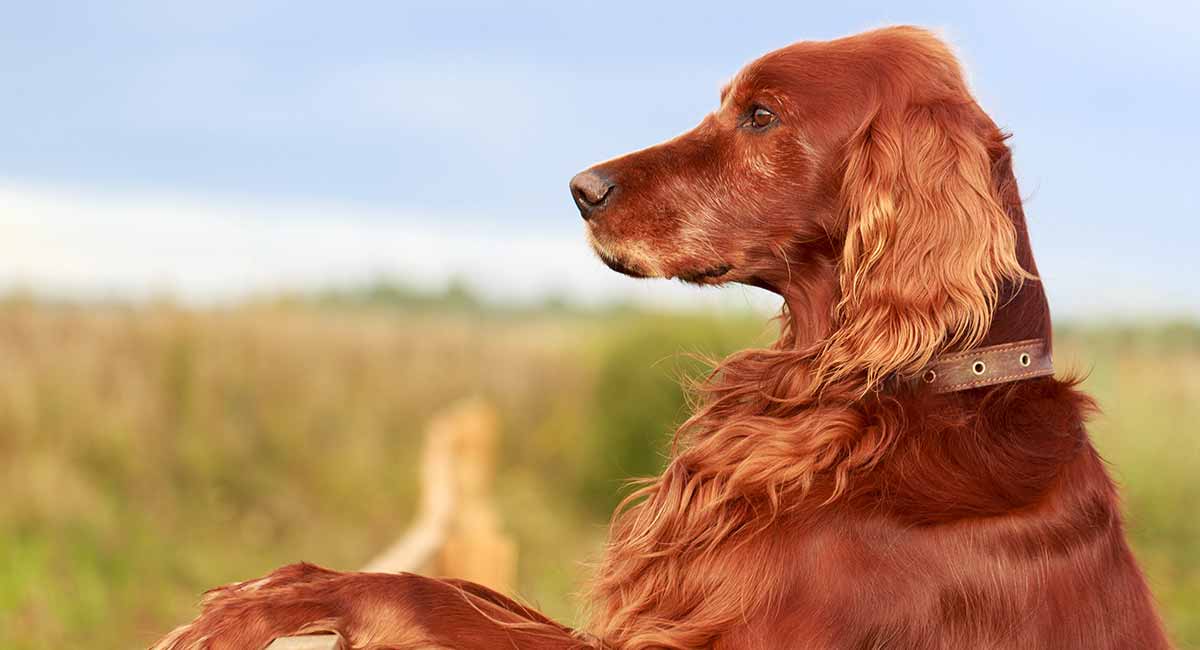 what colors look good on a irish setter