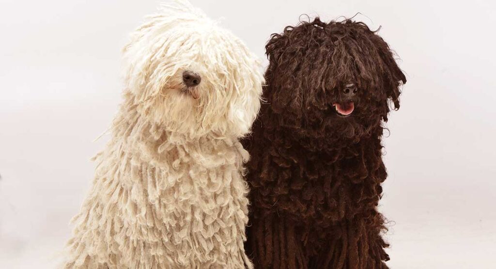 hungarian puli dreadlock dogs