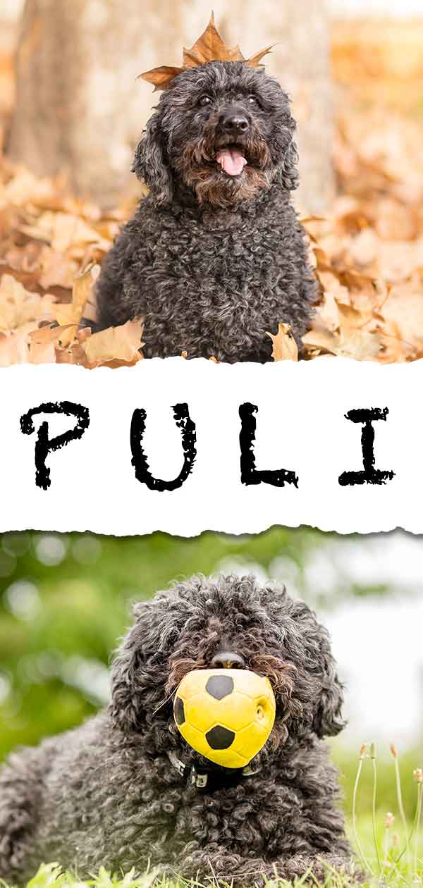 are puli puppies lazy