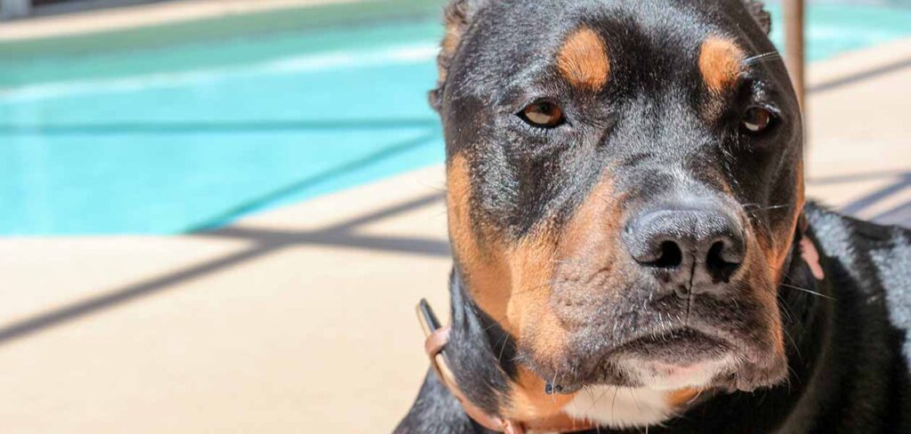 Rottweiler Pitbull mix adult looks confident and proud