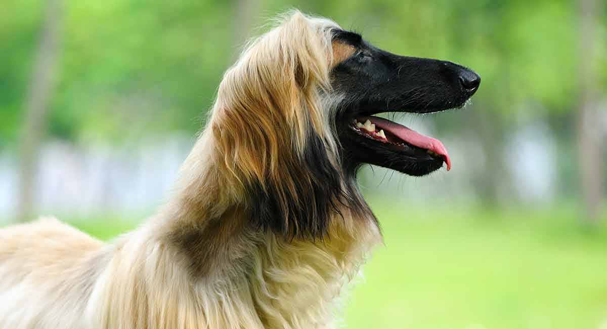 Afghan Hound The Gorgeous Long Haired Gentle Giant