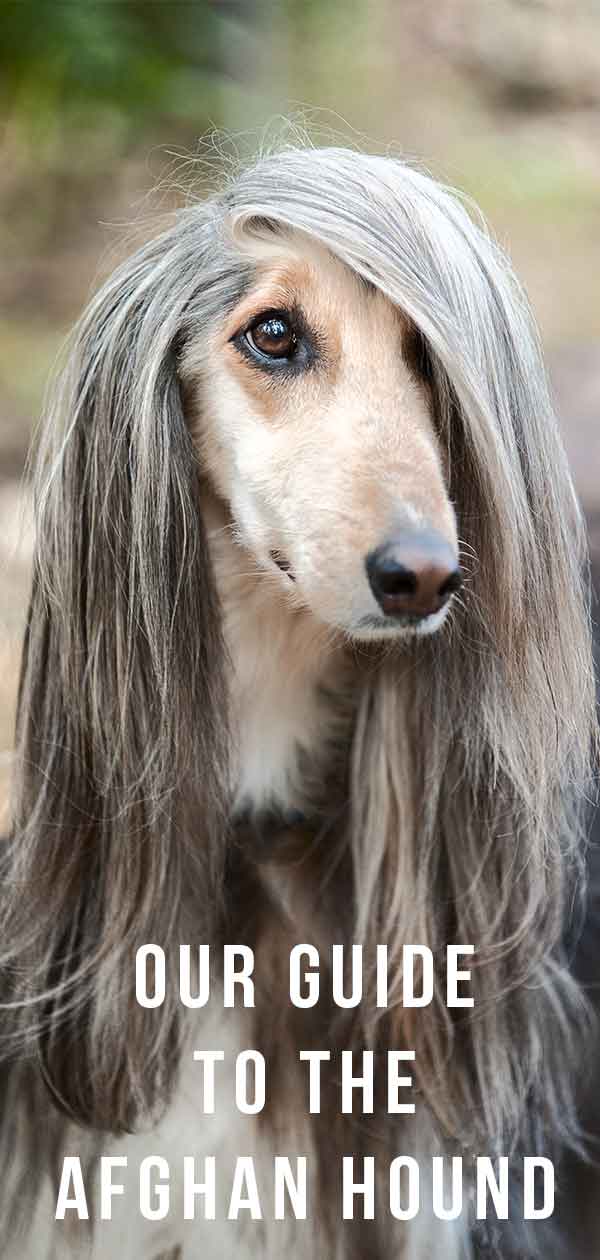 Afghan Hound The Gorgeous Long Haired Gentle Giant