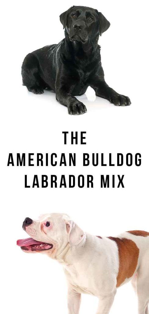 American Bulldog Lab Mix – What Happens When Two Different Dogs Combine?
