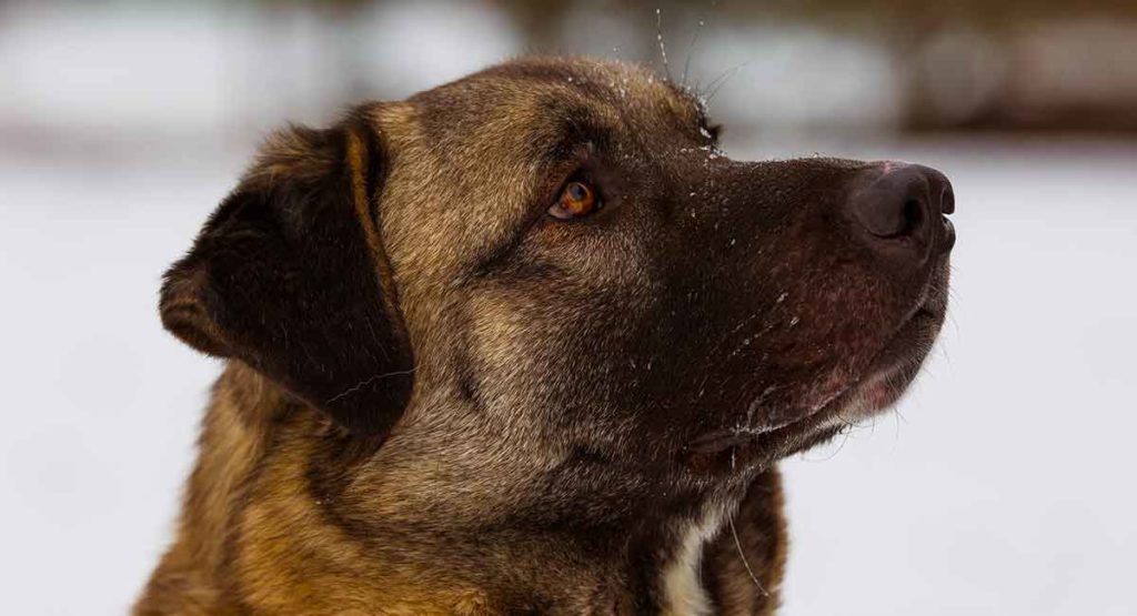 turkish anatolian shepherd dogs